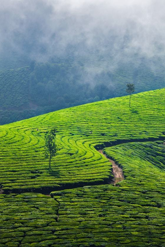 Travel moment - Tea Garden